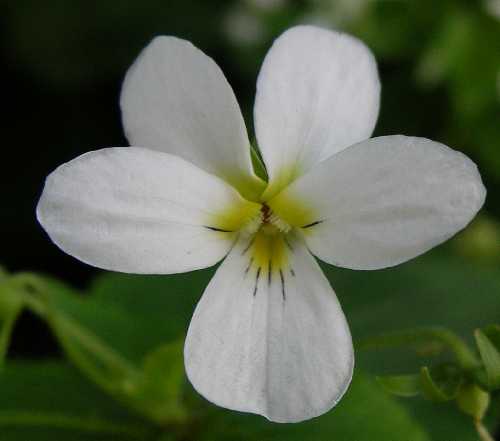 Viola canadensis image