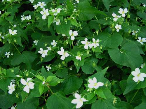 Viola canadensis image
