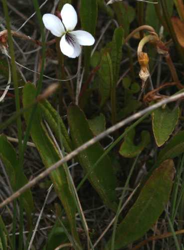Viola lanceolata image