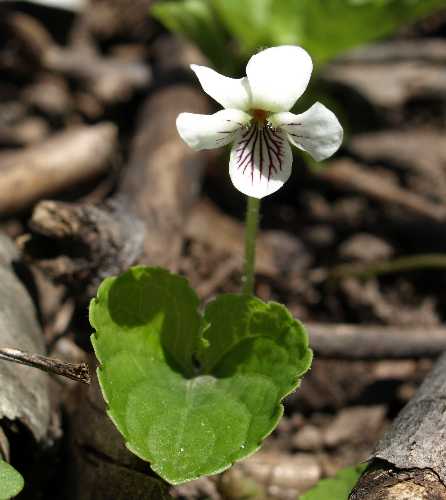 Viola macloskeyi subsp. pallens image