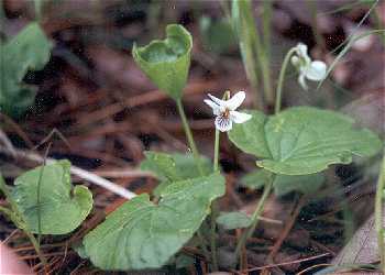 Viola renifolia image