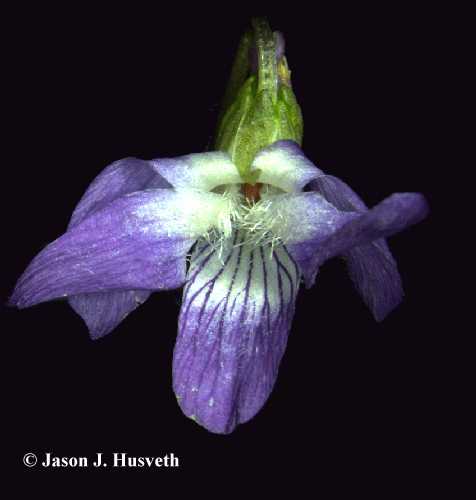 Violaceae image