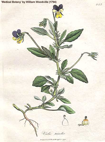 Viola tricolor image