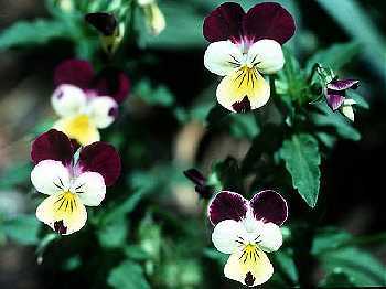 Viola tricolor image