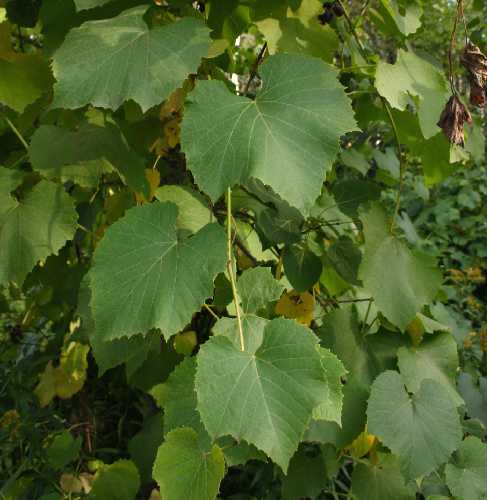 Vitis labrusca image