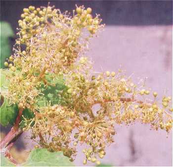 Vitis riparia image
