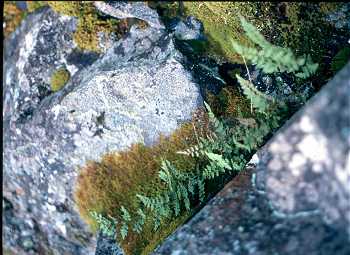 Woodsia oregana image