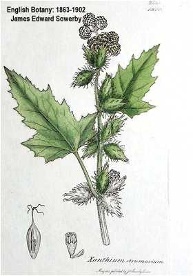 Xanthium strumarium image