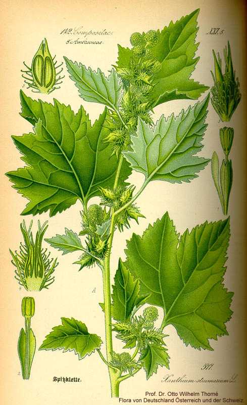 Xanthium strumarium image