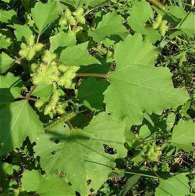 Xanthium strumarium image