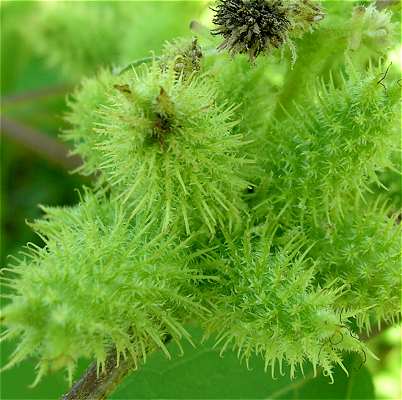 Xanthium strumarium image