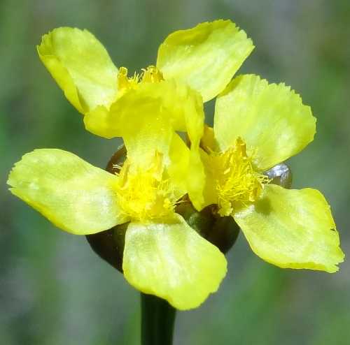 Xyris torta image