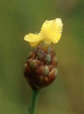 Xyris torta image