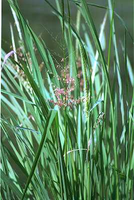 Zizania aquatica image