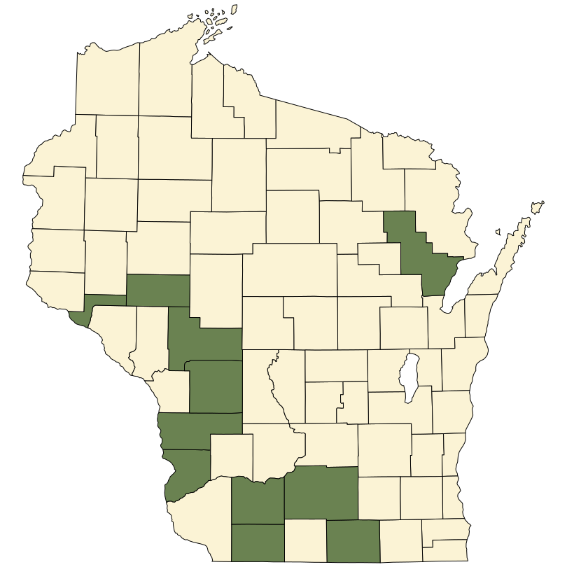 Diarrhena