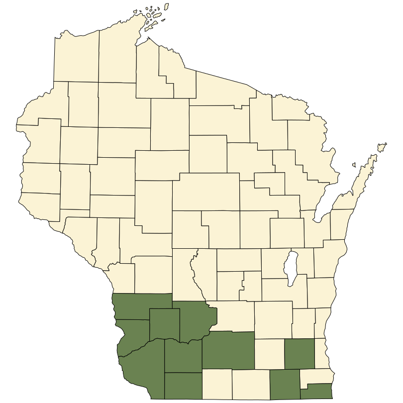 Eupatorium