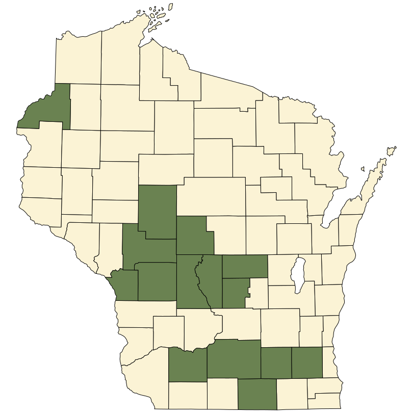 Polygala