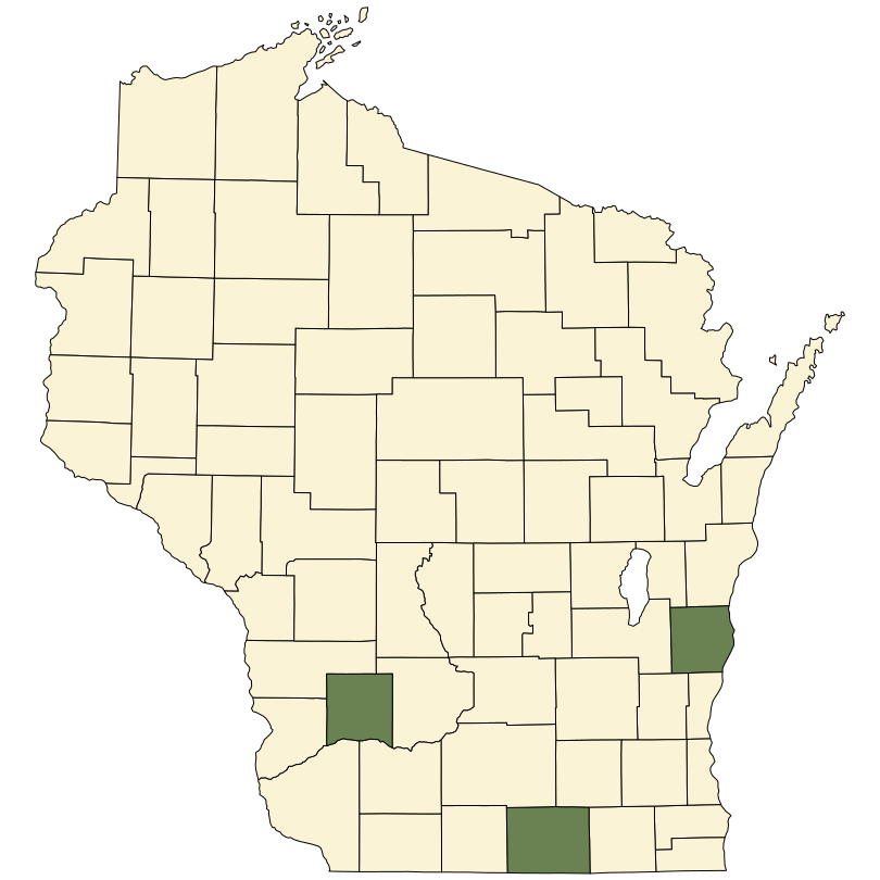 Populus