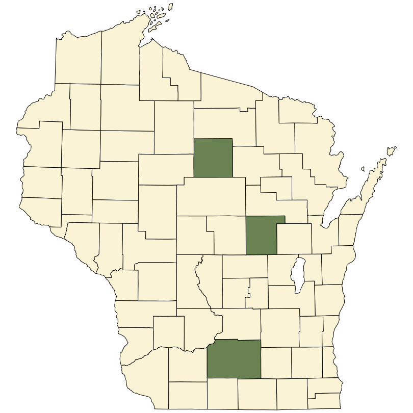 Setaria