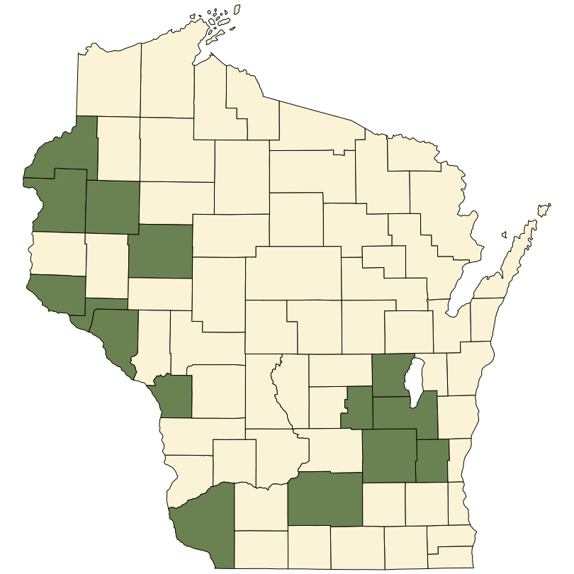 Zizania