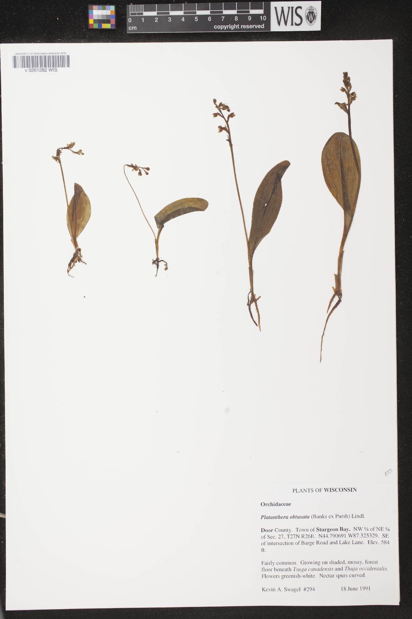 Platanthera obtusata image