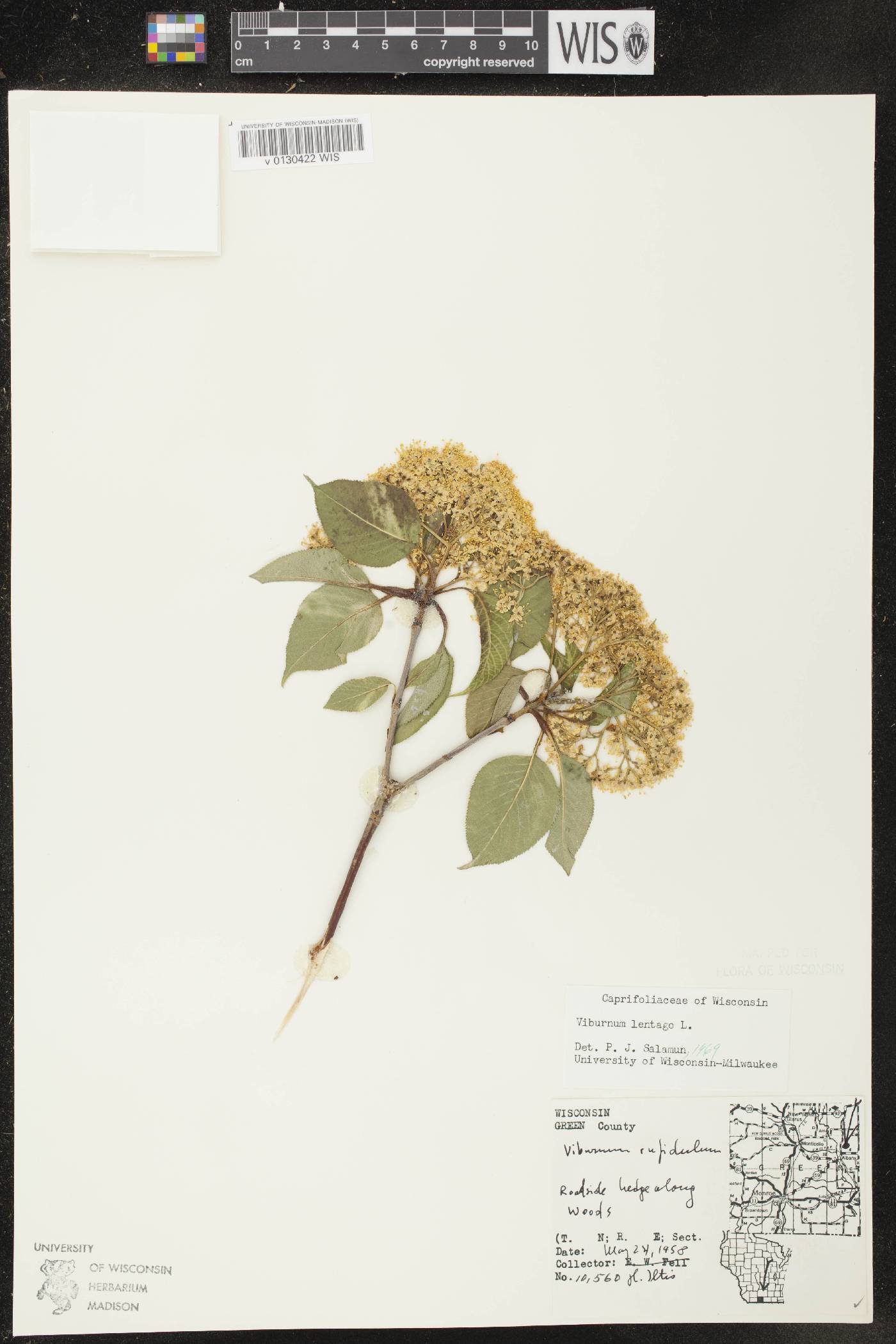 Viburnum lentago image