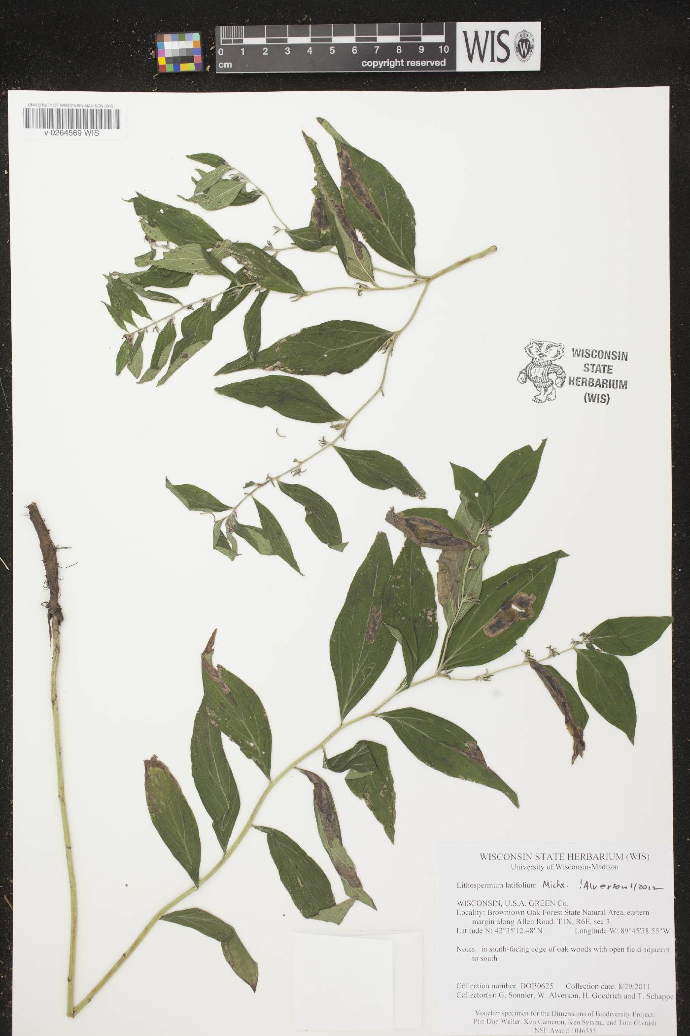 Lithospermum latifolium image