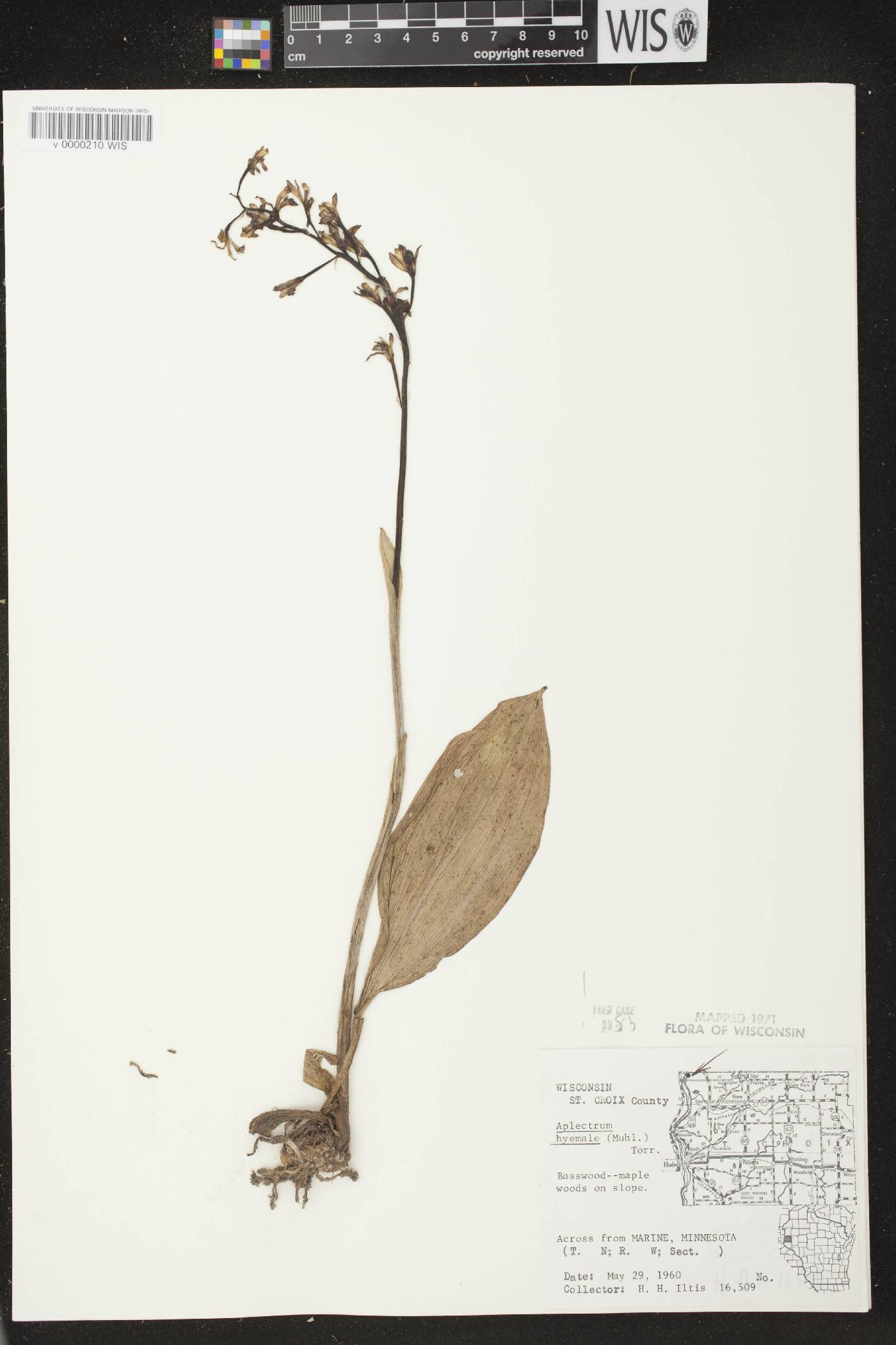 Aplectrum hyemale image