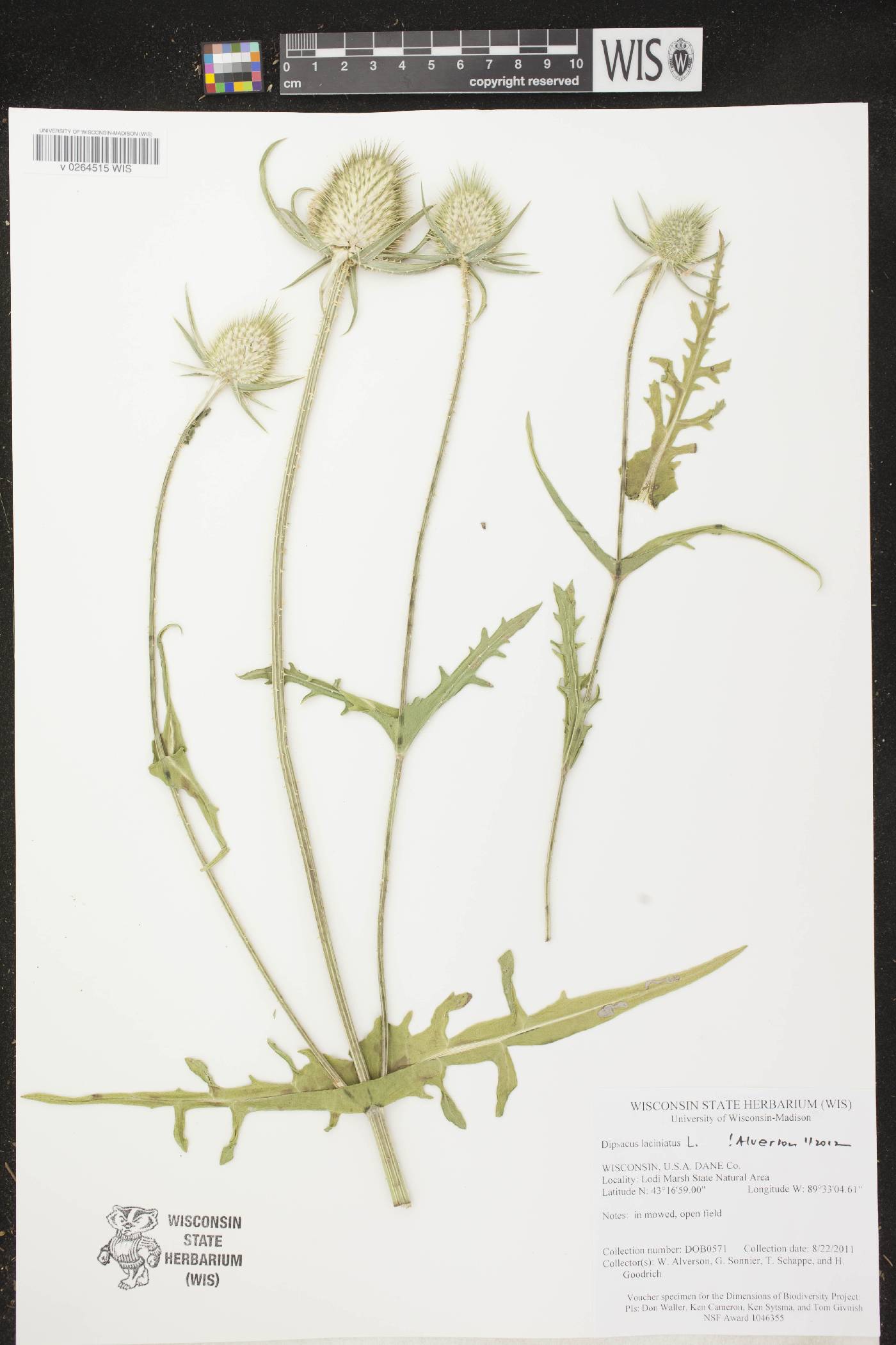 Dipsacus laciniatus image