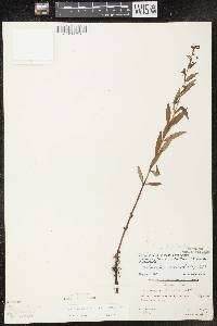 Image of Lysimachia x producta