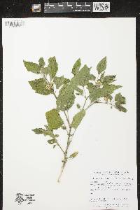 Image of Physalis heterophylla