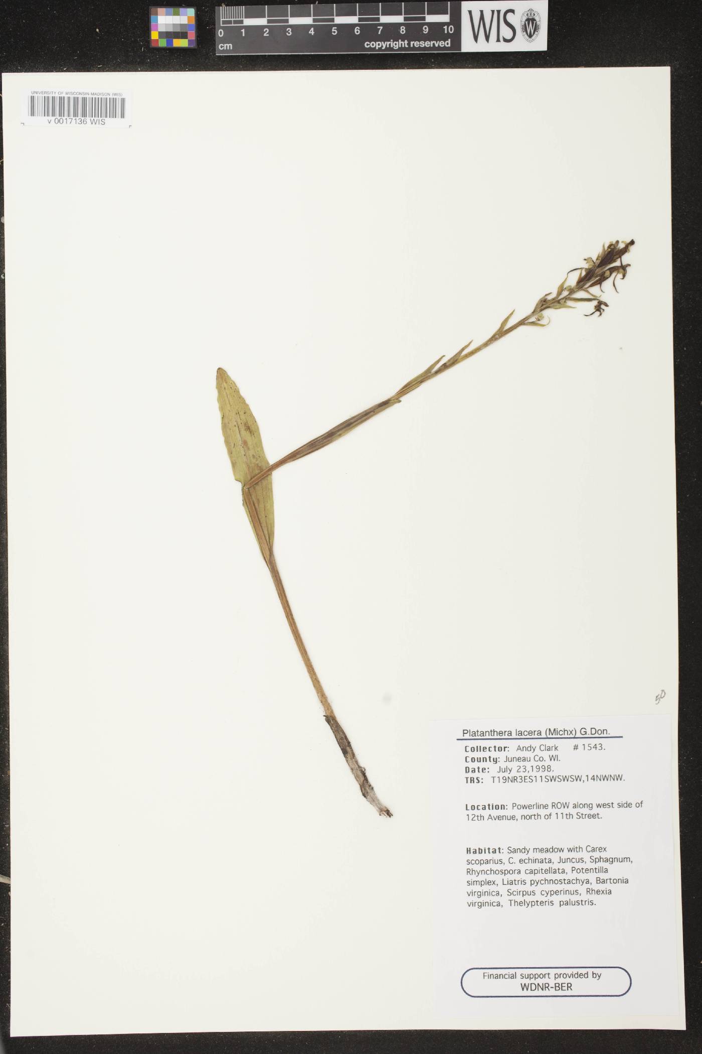 Platanthera lacera image