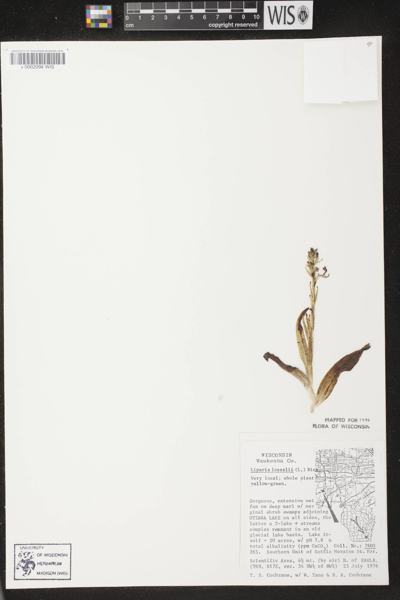 Liparis loeselii image