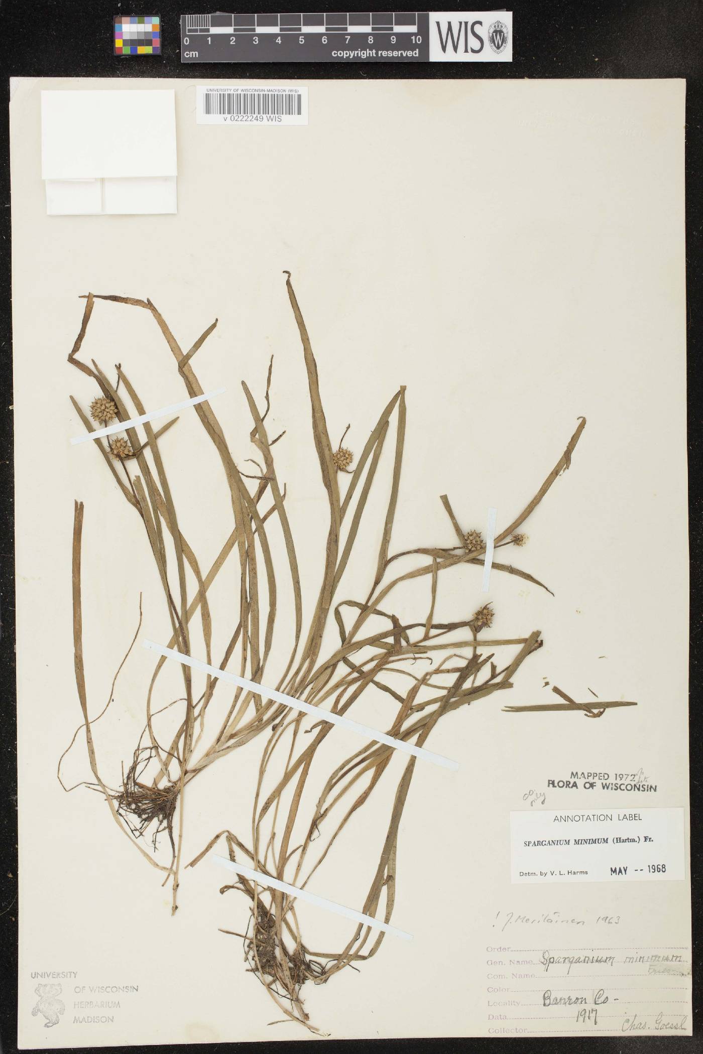 Sparganium natans image