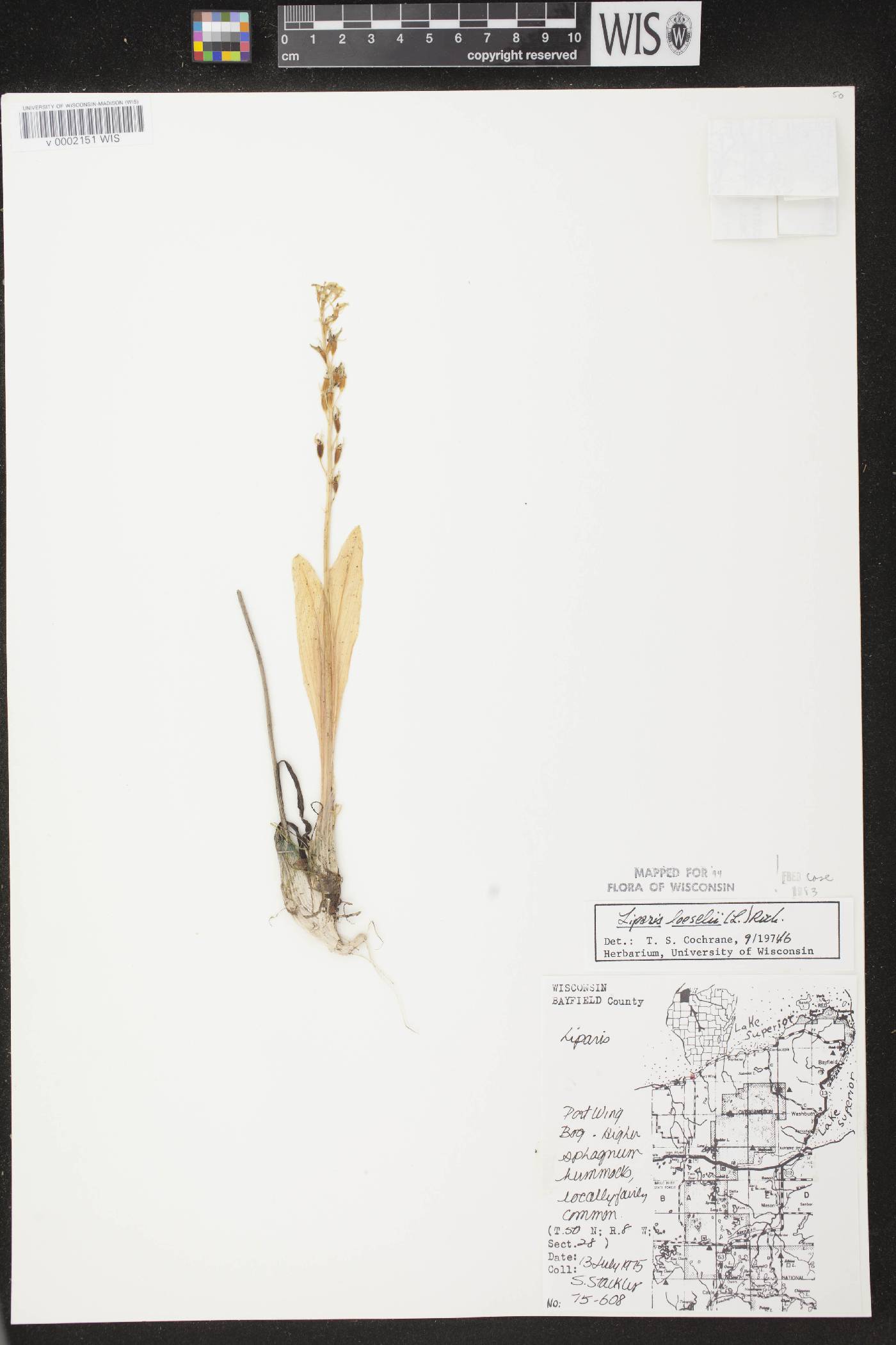 Liparis loeselii image