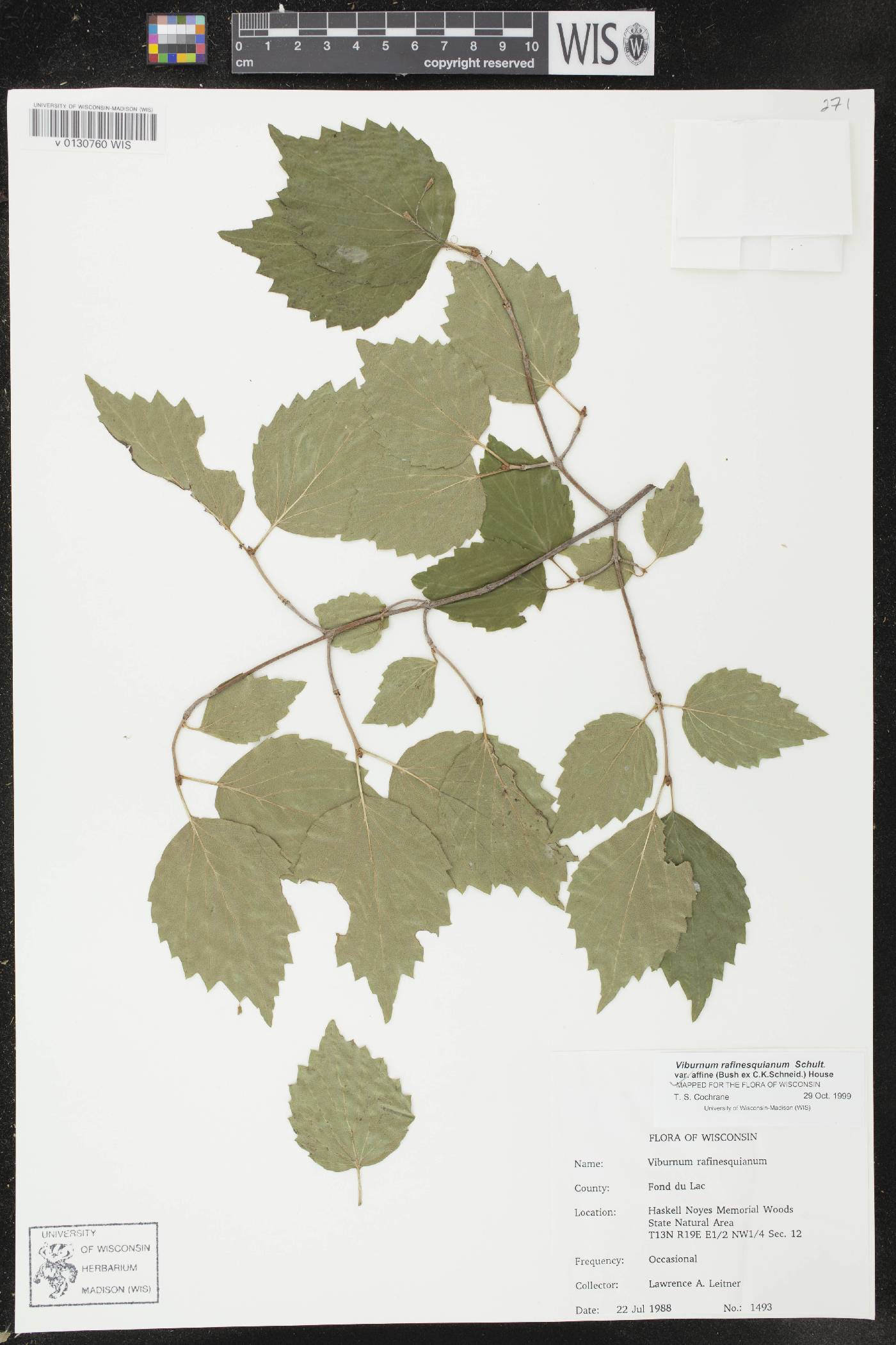 Viburnum rafinesquianum var. affine image