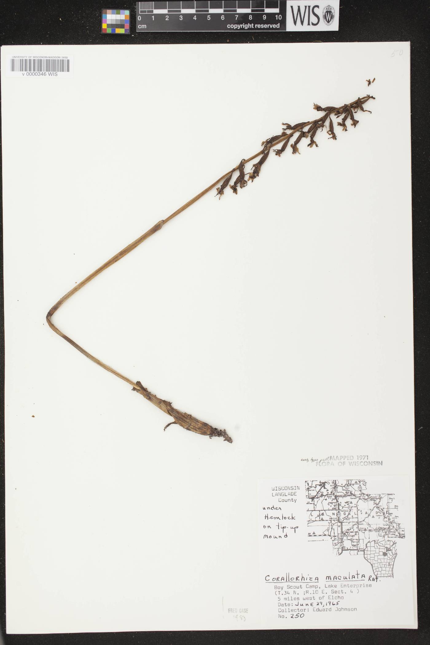 Corallorhiza maculata image