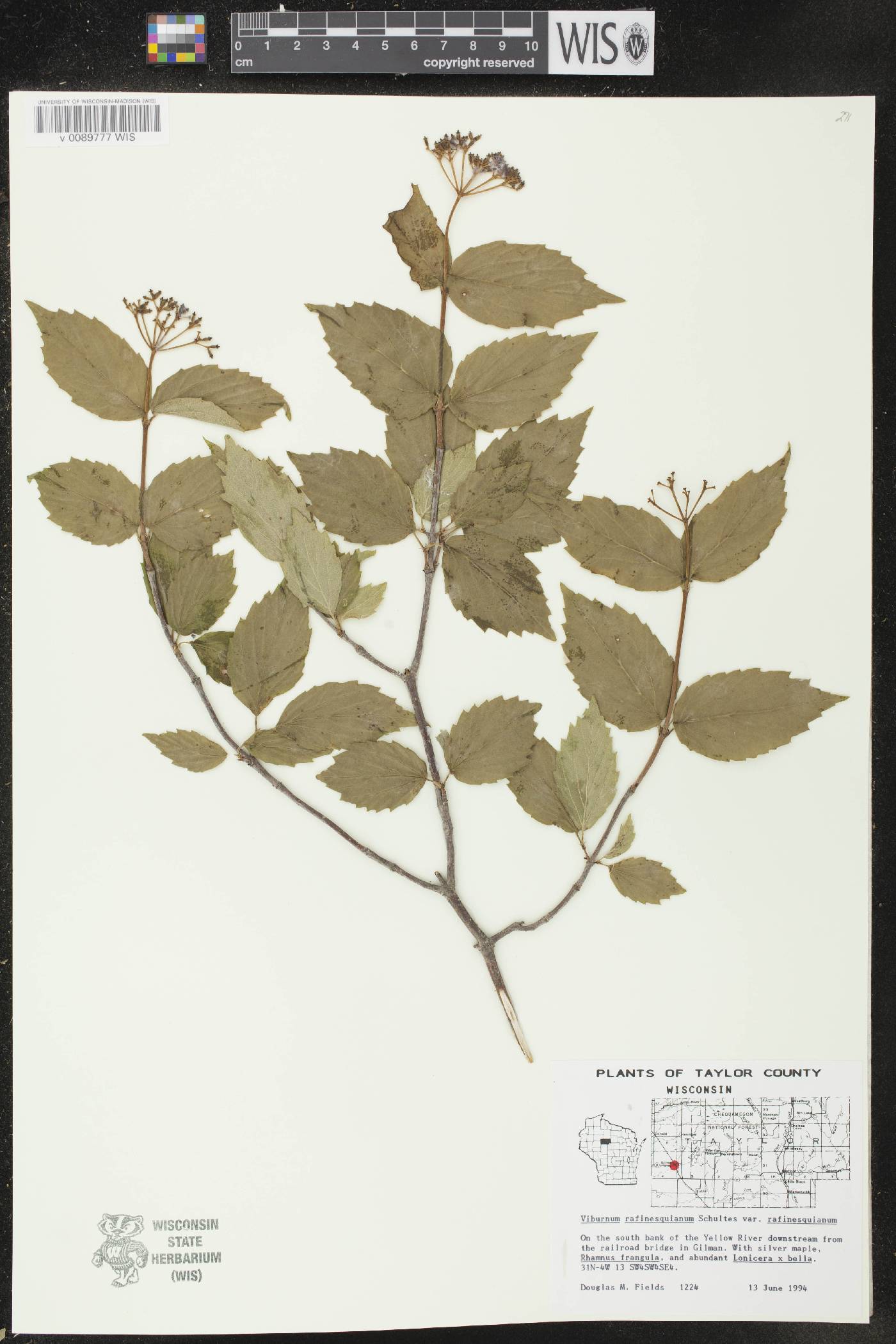 Viburnum rafinesquianum var. rafinesquianum image