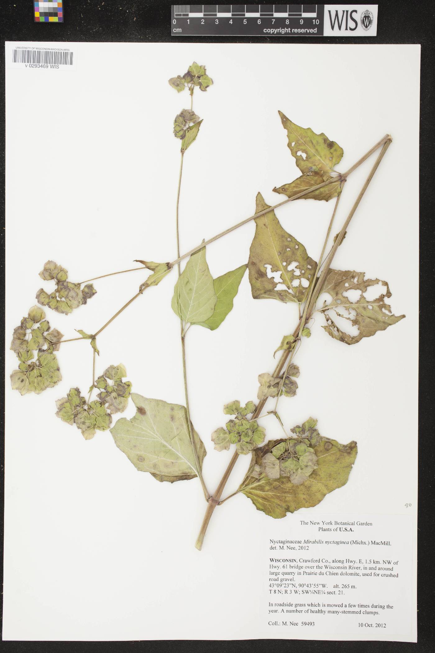 Mirabilis nyctaginea image