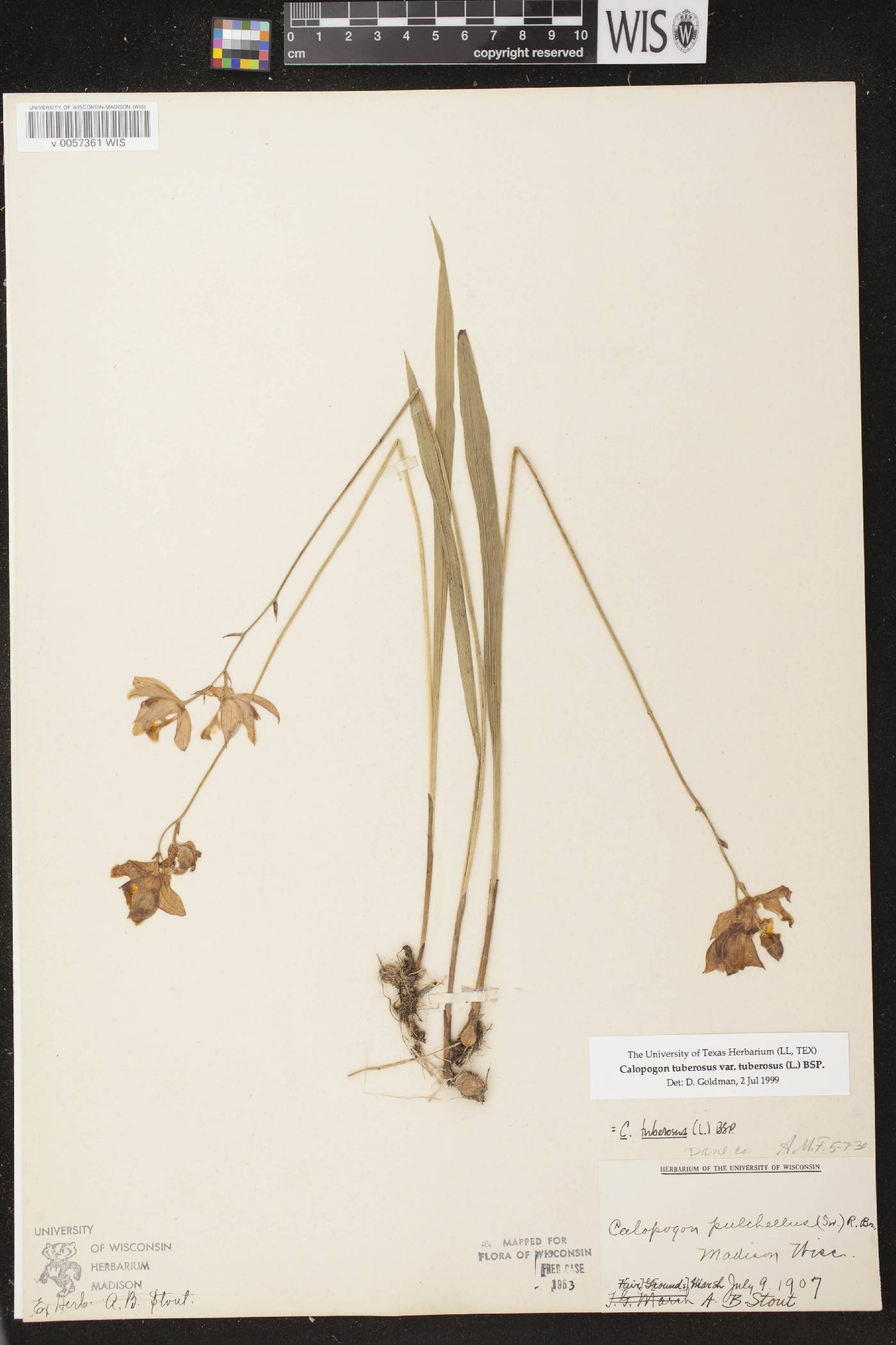 Calopogon tuberosus var. tuberosus image