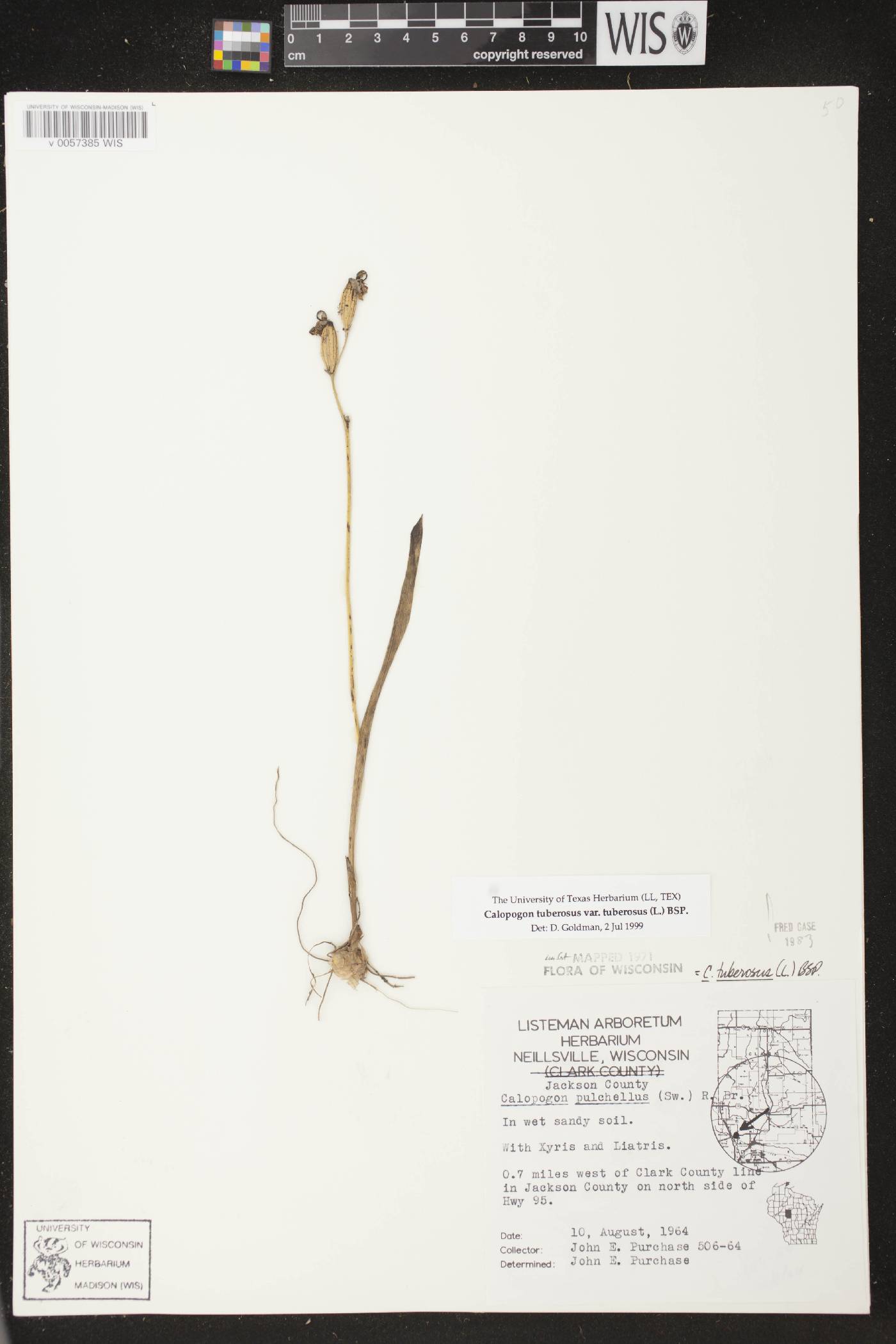Calopogon tuberosus var. tuberosus image