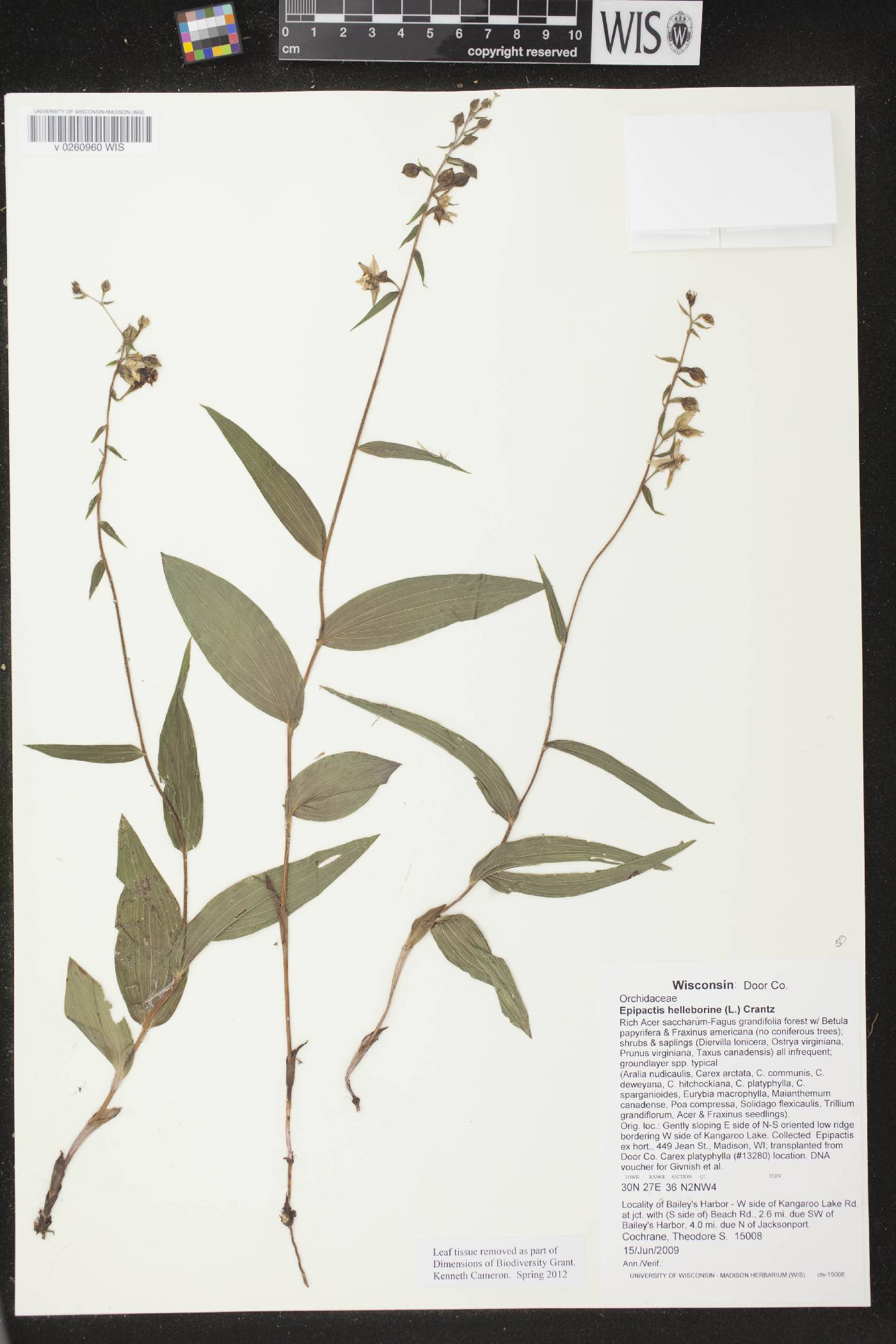 Epipactis helleborine image