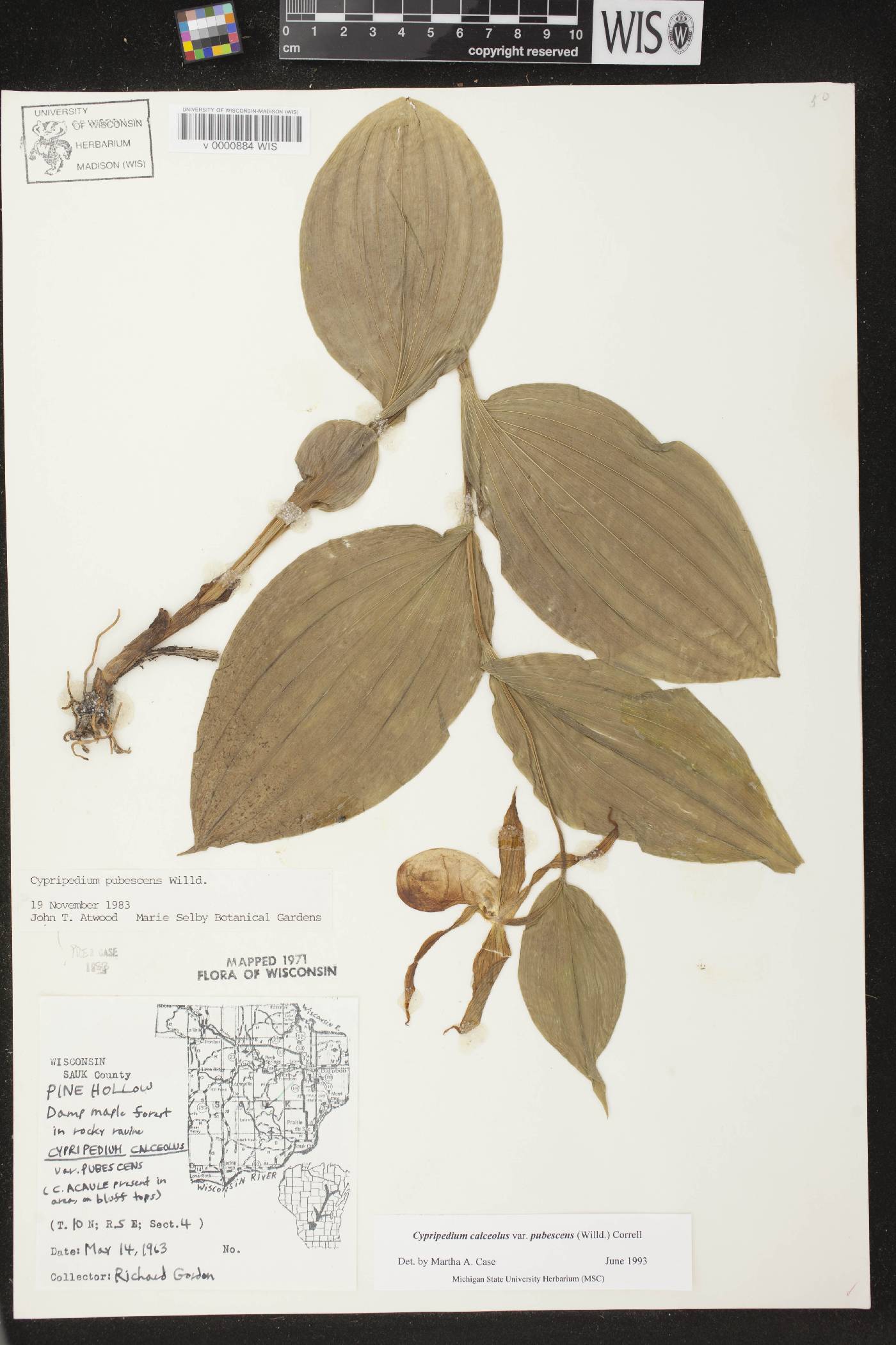 Cypripedium parviflorum var. pubescens image