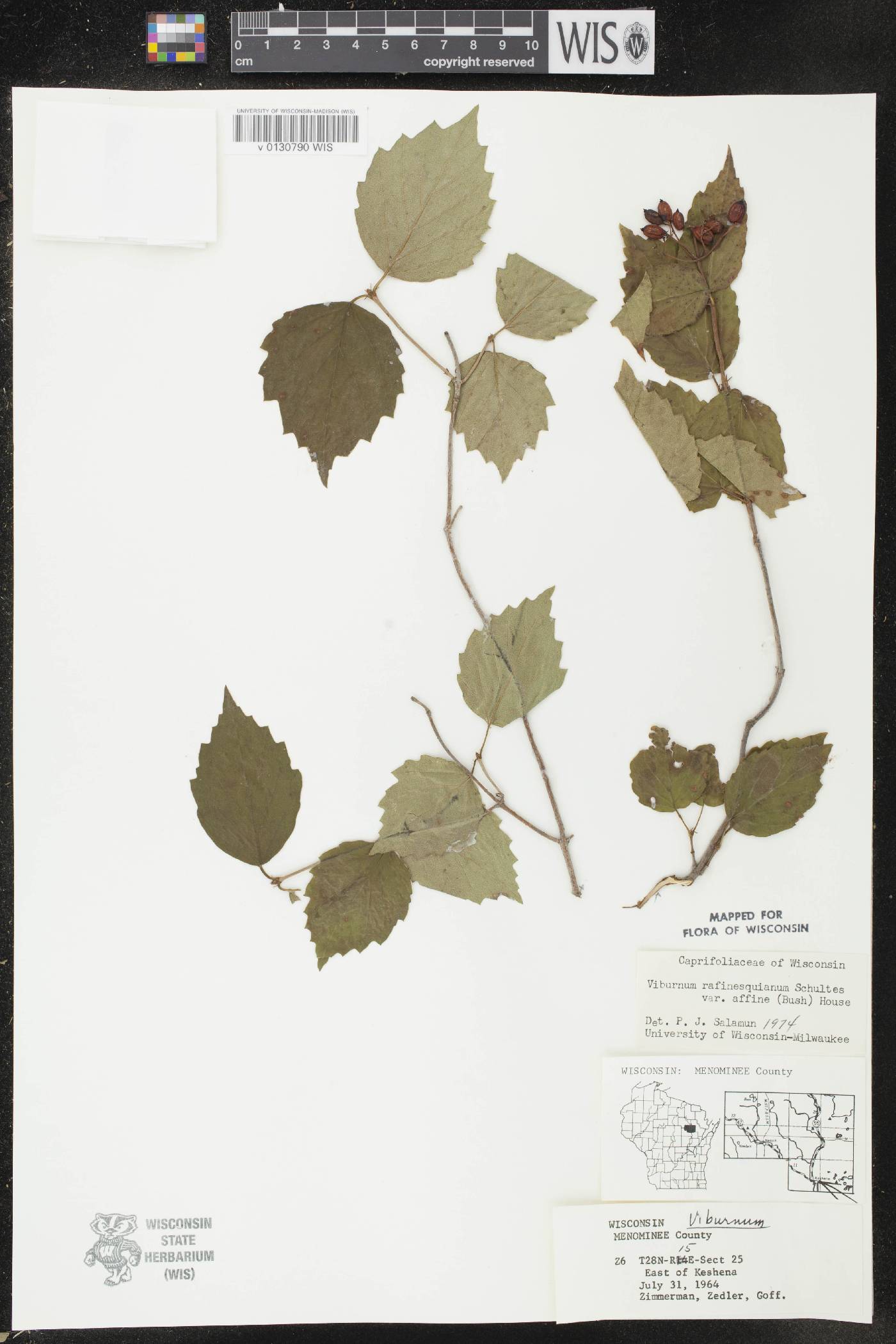 Viburnum rafinesquianum var. affine image