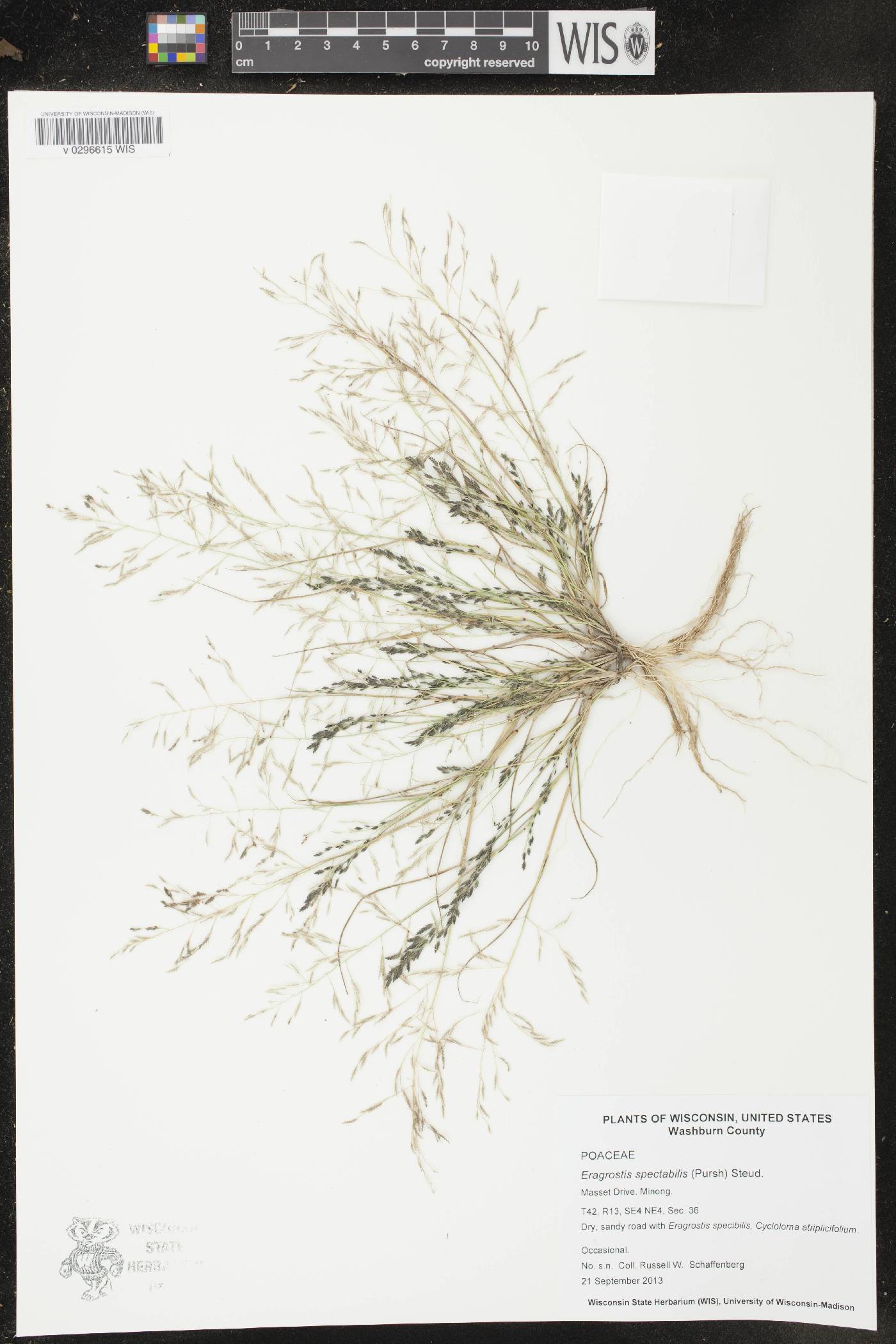 Eragrostis spectabilis image