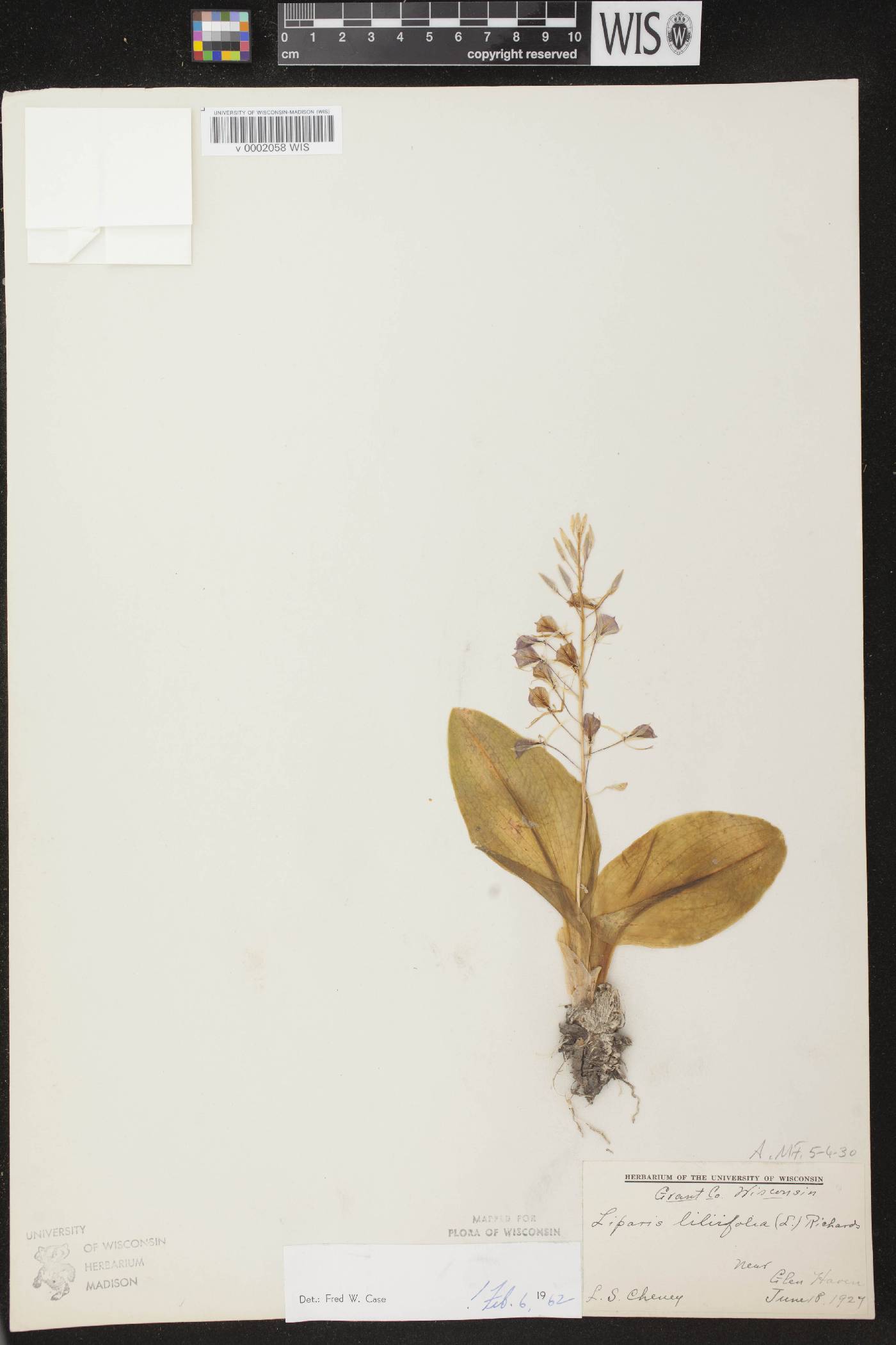 Liparis liliifolia image