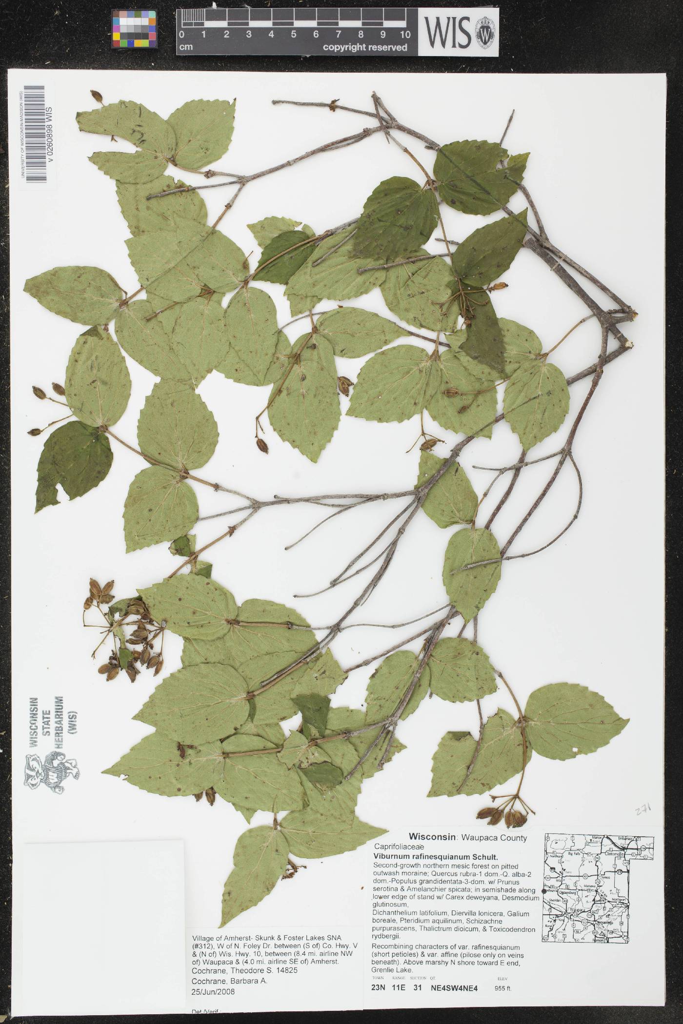 Viburnum rafinesquianum image