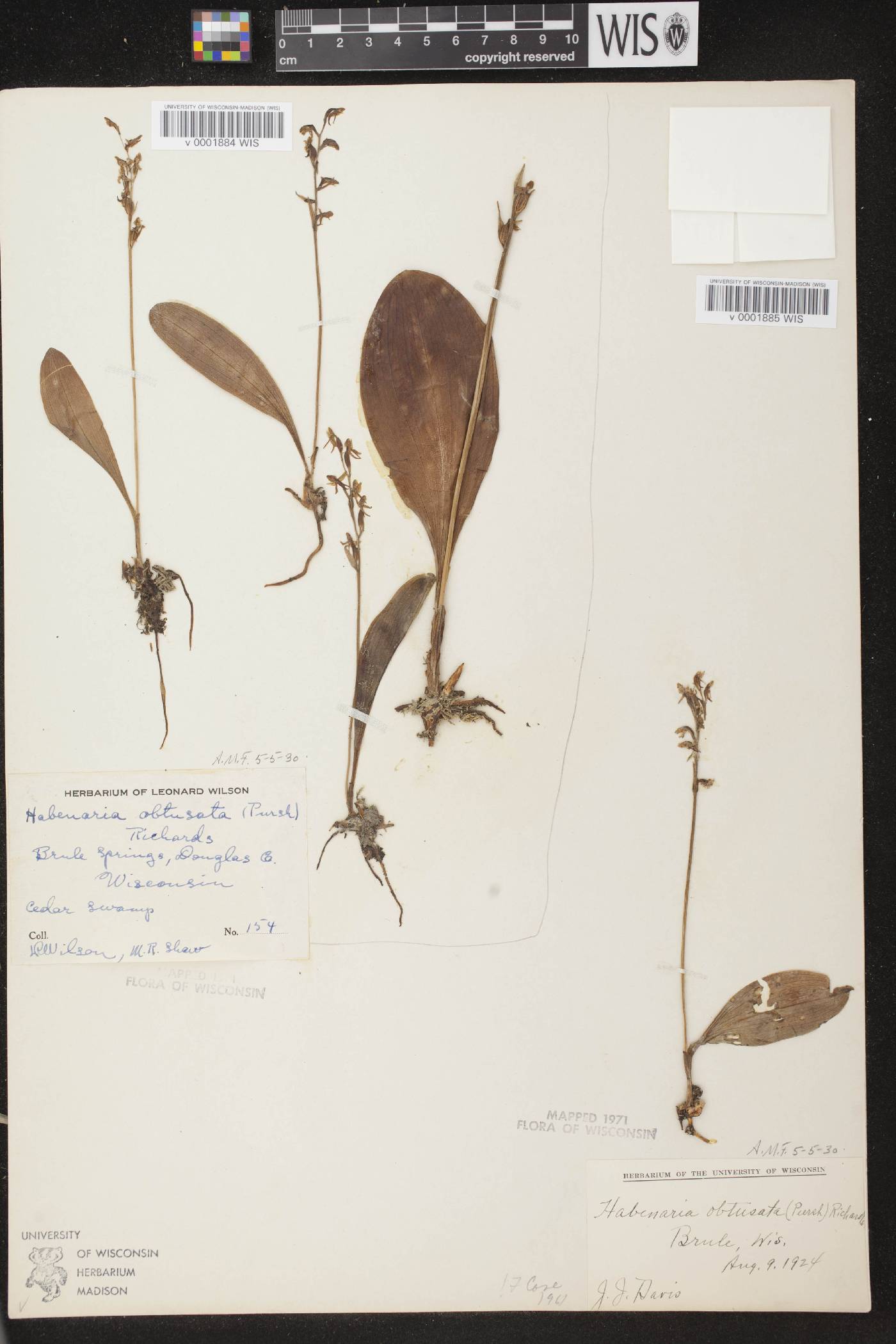 Platanthera obtusata image