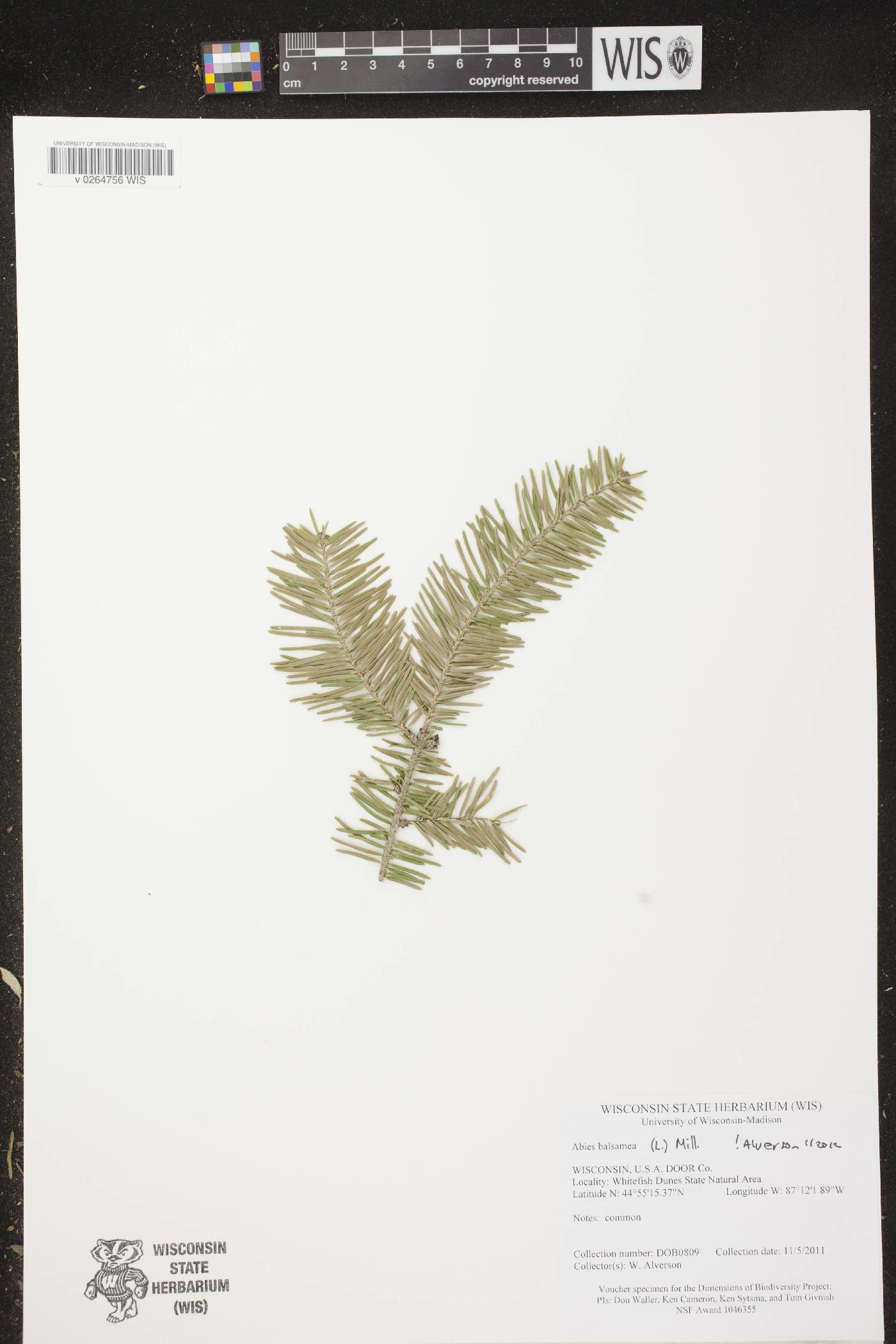 Abies balsamea image