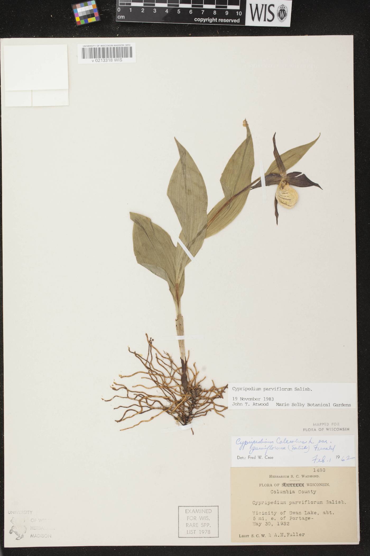 Cypripedium parviflorum var. makasin image